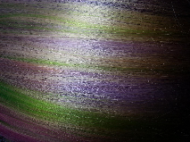 Ecocolors violet and green streaks